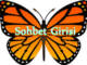 kelebek sohbet